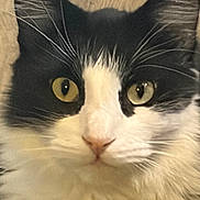 Oreo is registered to the contest to win money with this photo: cat, close_up, black_and_white, yellow_eyes, whiskers, fur, face, pet, animal, curious, fluffy, indoor, wood_background, portrait, mammal, whiskers_visible, feline, nose, ears, cute