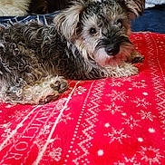 Milo joined the competition — help win amazing prizes! animal, bed, blanket, comfort, cozy, curly_fur, cute, dog, fur, furry, indoor, lying_down, pattern, pet, pillow, red_blanket, relaxed, resting, snowflake, two_dogs