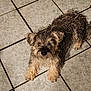 animal, canine, companion, curly_hair, dog, domestic_animal, floor, fur, home, indoor, laying, light, looking_up, paw, pet, quiet, relaxed, resting, shadow, tile_floor