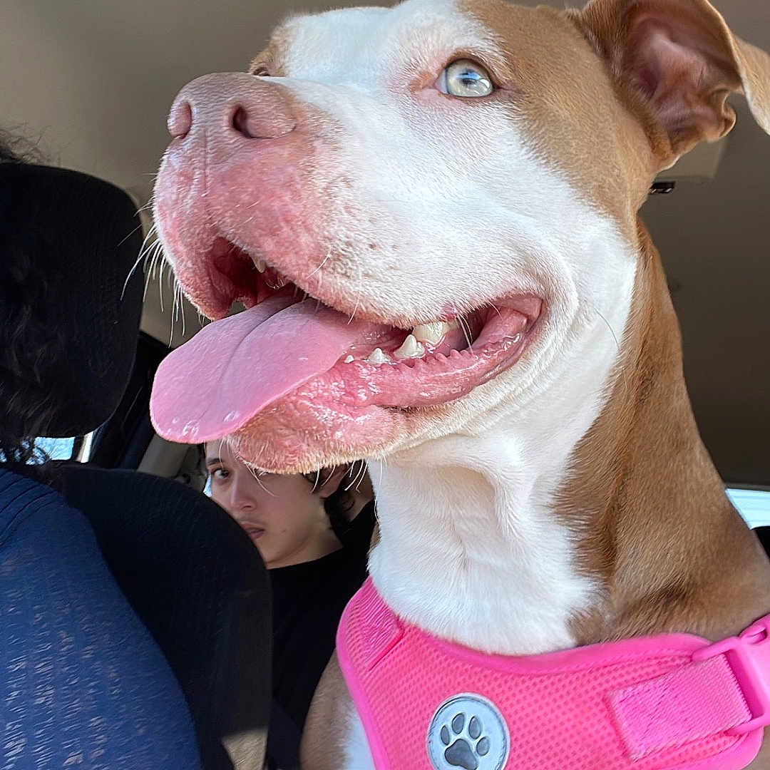 Nala joined the competition — help win amazing prizes! animal, brown_and_white, canine, car_interior, close_up, companion, cute, dog, happy, inside, light, looking, person, pet, pink_harness, portrait, seat, tongue_out, travel, window