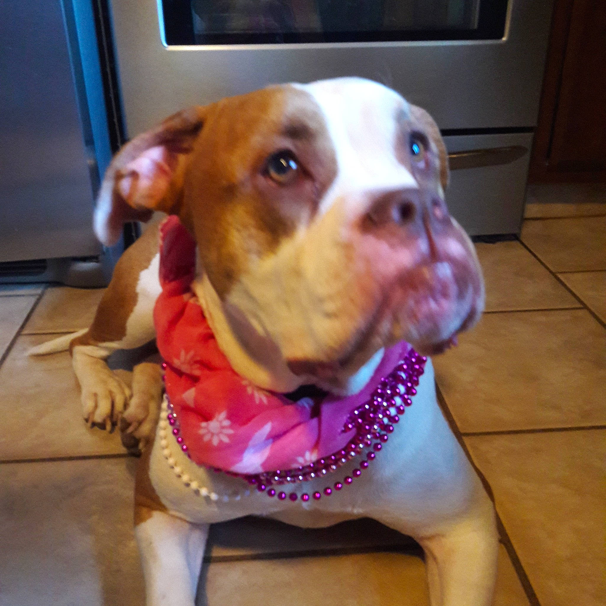 Gemma joined the competition — help win amazing prizes! carnivore, collar, companion_dog, dog, dog_breed, dog_collar, dog_supply, ear, fawn, flooring, fur, leash, liver, metal, pet_supply, snout, sporting_group, whiskers, wood, working_animal