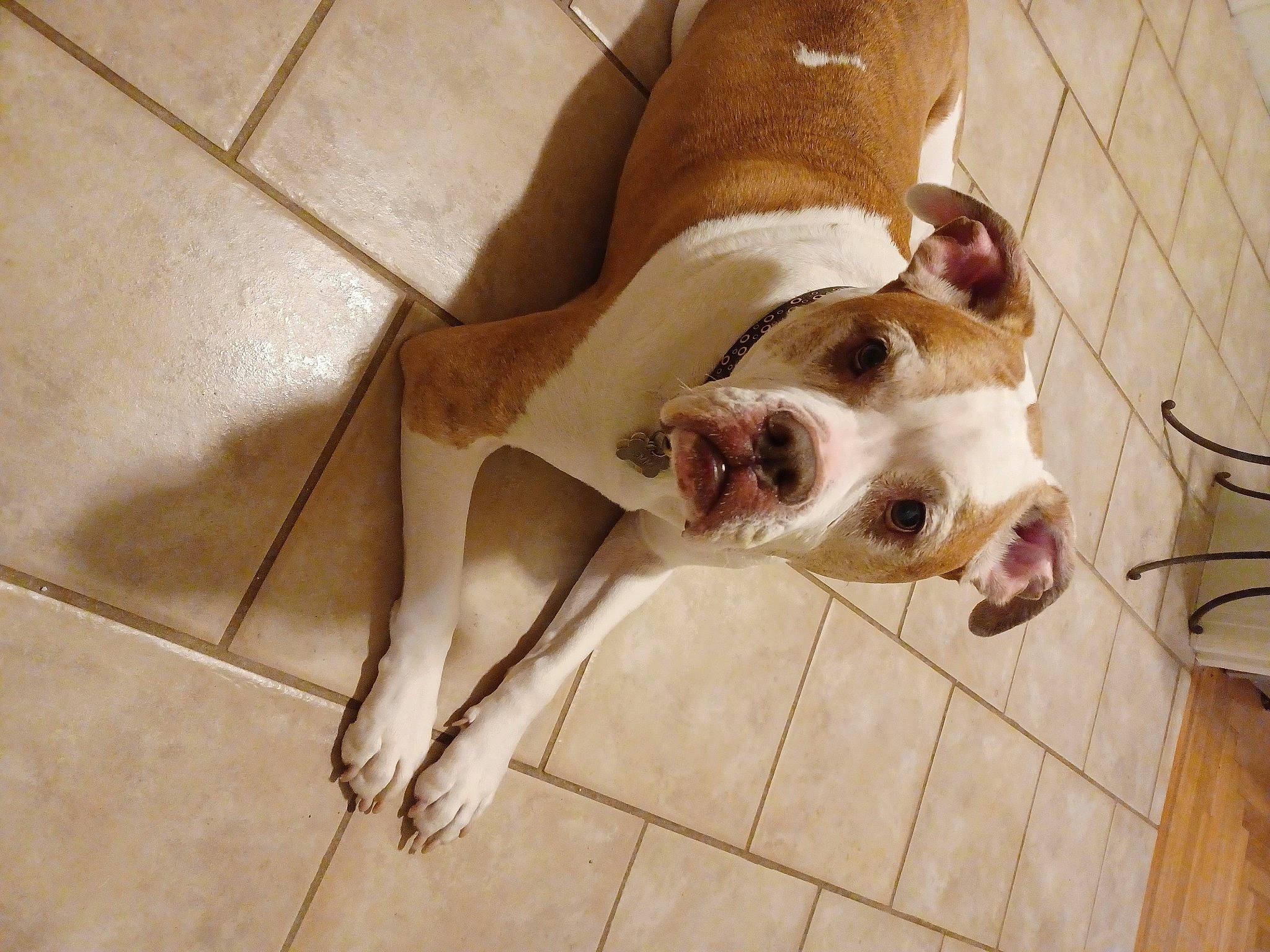 Gemma joined the competition — help win amazing prizes! canidae, carnivore, companion_dog, dog, dog_breed, dog_supply, floor, flooring, fur, hardwood, liver, paw, pet_supply, snout, sporting_group, tail, terrestrial_animal, whiskers, wood, working_animal