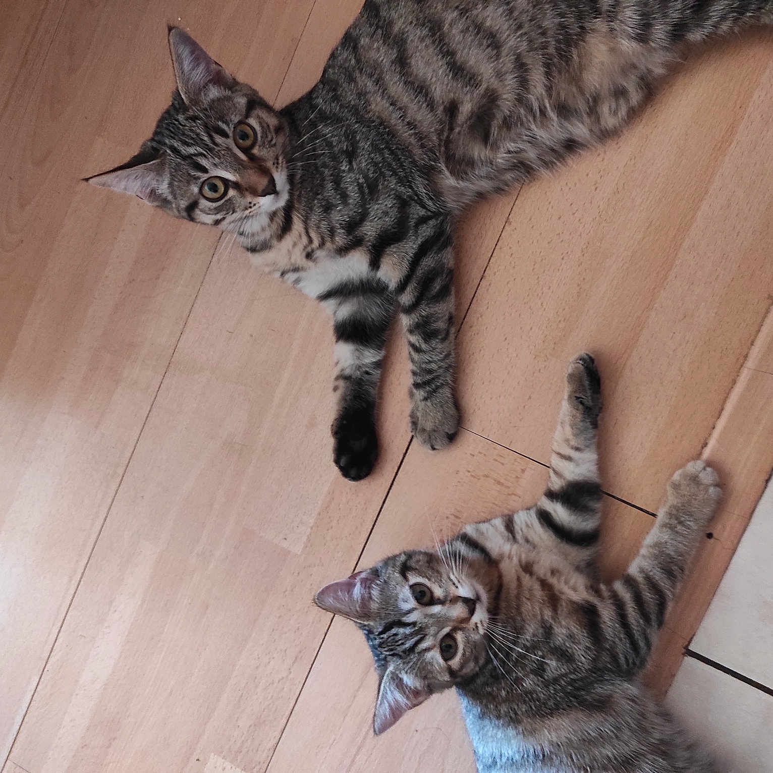 Ruby Et Maya