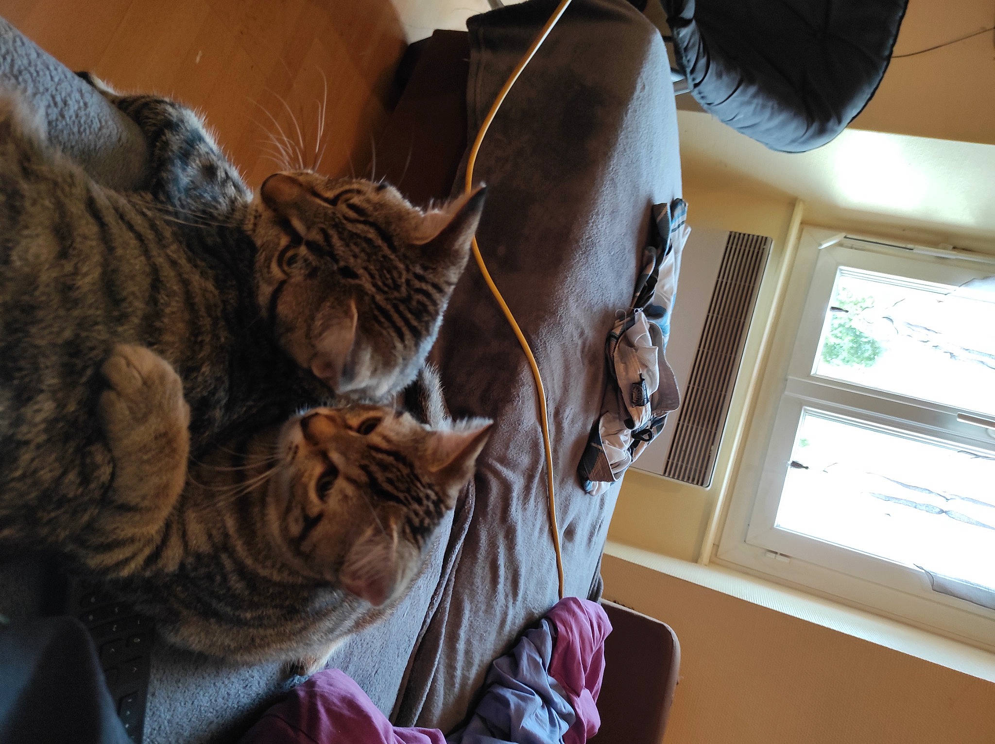 Ruby Et Maya a rejoint le concours — aidez-le/la à gagner de superbes lots ! american_shorthair, asian, bengal, carnivore, cat, domestic_short_haired_cat, dragon_li, ear, european_shorthair, felidae, fur, mammal, ocicat, pixie_bob, small_to_medium_sized_cats, tabby_cat, toyger, whiskers