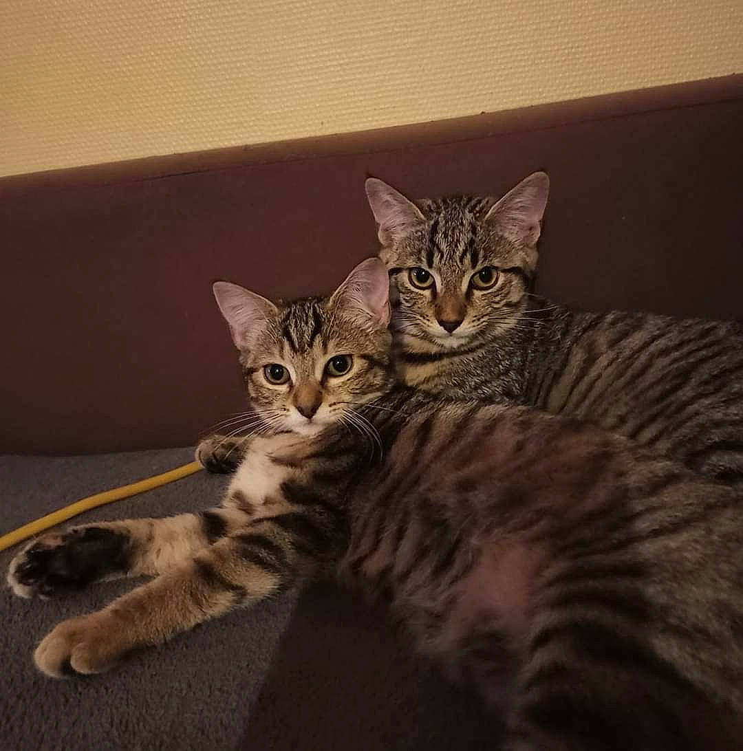 Ruby Et Maya participe au concours pour gagner de l'argent avec cette photo : american_shorthair, asian, bengal, california_spangled, carnivore, cat, domestic_short_haired_cat, dragon_li, egyptian_mau, european_shorthair, felidae, kitten, mammal, ocicat, pixie_bob, small_to_medium_sized_cats, tabby_cat, toyger, vertebrate, whiskers