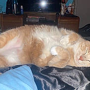 Marley joined the competition — help win amazing prizes! cat, orange_cat, sleeping, curled_up, indoor, blanket, bedroom, furniture, clutter, relaxed, pet, fur, whiskers, paw, domestic_cat, resting, cozy, cute, animal, nap