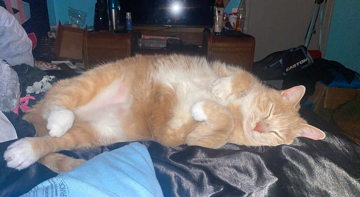 Marley joined the competition — help win amazing prizes! cat, orange_cat, sleeping, curled_up, indoor, blanket, bedroom, furniture, clutter, relaxed, pet, fur, whiskers, paw, domestic_cat, resting, cozy, cute, animal, nap