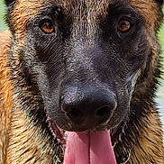Stark a rejoint le concours — aidez-le/la à gagner de superbes lots ! animal, black_muzzle, brown_fur, canine, close_up, dog, ears, friendly, fur, happy, muzzle, nature, outdoor, pet, playful, portrait, summer, tongue, tongue_out, wet