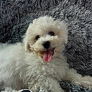 Vico participe au concours pour gagner de l'argent avec cette photo : puppy, dog, white, curly_fur, tongue_out, plush_toy, soft_texture, blanket, cute, pet, lying_down, happy, animal, fur, indoors, smiling, companion, playful, young, cozy