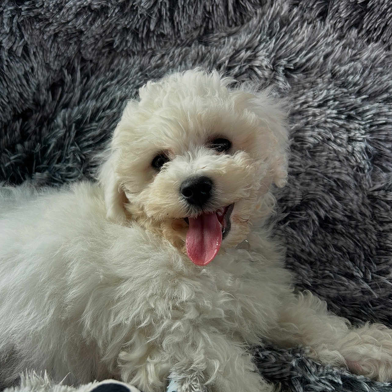 Vico participe au concours pour gagner de l'argent avec cette photo : puppy, dog, white, curly_fur, tongue_out, plush_toy, soft_texture, blanket, cute, pet, lying_down, happy, animal, fur, indoors, smiling, companion, playful, young, cozy