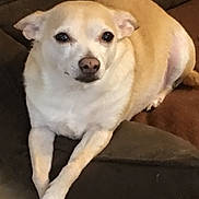 Bambi is registered to the contest to win money with this photo: dog, pet, chihuahua, small_dog, tan_fur, white_fur, paws_crossed, portrait, indoor, couch, sofa, brown_cushion, wood_floor, flooring, relaxed, looking_at_camera, face, nose, eyes, whiskers