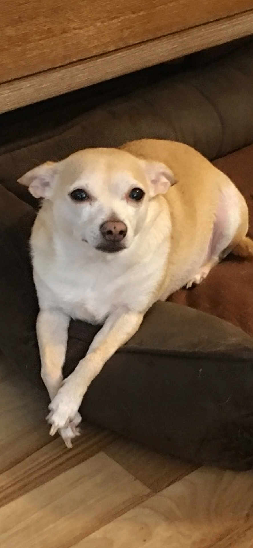 Bambi is registered to the contest to win money with this photo: dog, pet, chihuahua, small_dog, tan_fur, white_fur, paws_crossed, portrait, indoor, couch, sofa, brown_cushion, wood_floor, flooring, relaxed, looking_at_camera, face, nose, eyes, whiskers