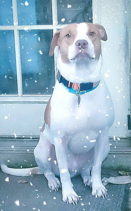 Blitz is registered to the contest to win money with this photo: art, canidae, carnivore, collar, companion_dog, dog, dog_breed, dog_collar, electric_blue, fawn, freezing, guard_dog, pet_supply, photo_caption, snout, sporting_group, whiskers, window, winter, working_animal