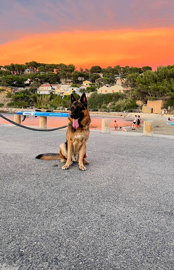 Niky a rejoint le concours — aidez-le/la à gagner de superbes lots ! asphalt, building, carnivore, cloud, dog, dog_breed, fawn, german_shepherd_dog, herding_dog, king_shepherd, leisure, old_german_shepherd_dog, plant, recreation, road, road_surface, sky, street, travel, tree