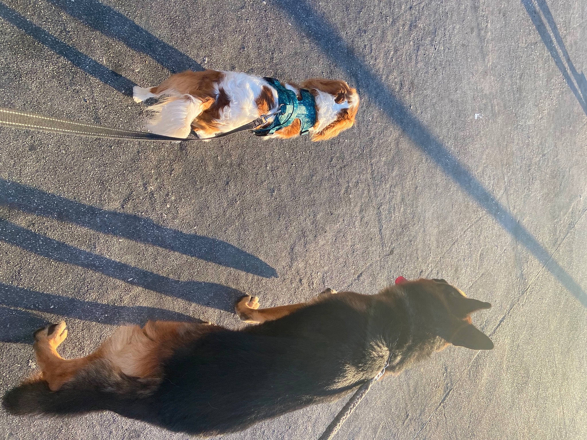 Niky participe au concours pour gagner de l'argent avec cette photo : asphalt, carnivore, companion_dog, dog, dog_breed, fawn, flooring, foot, fun, grass, human_leg, leg, plant, road, road_surface, sand, sidewalk, sporting_group, tail, wood