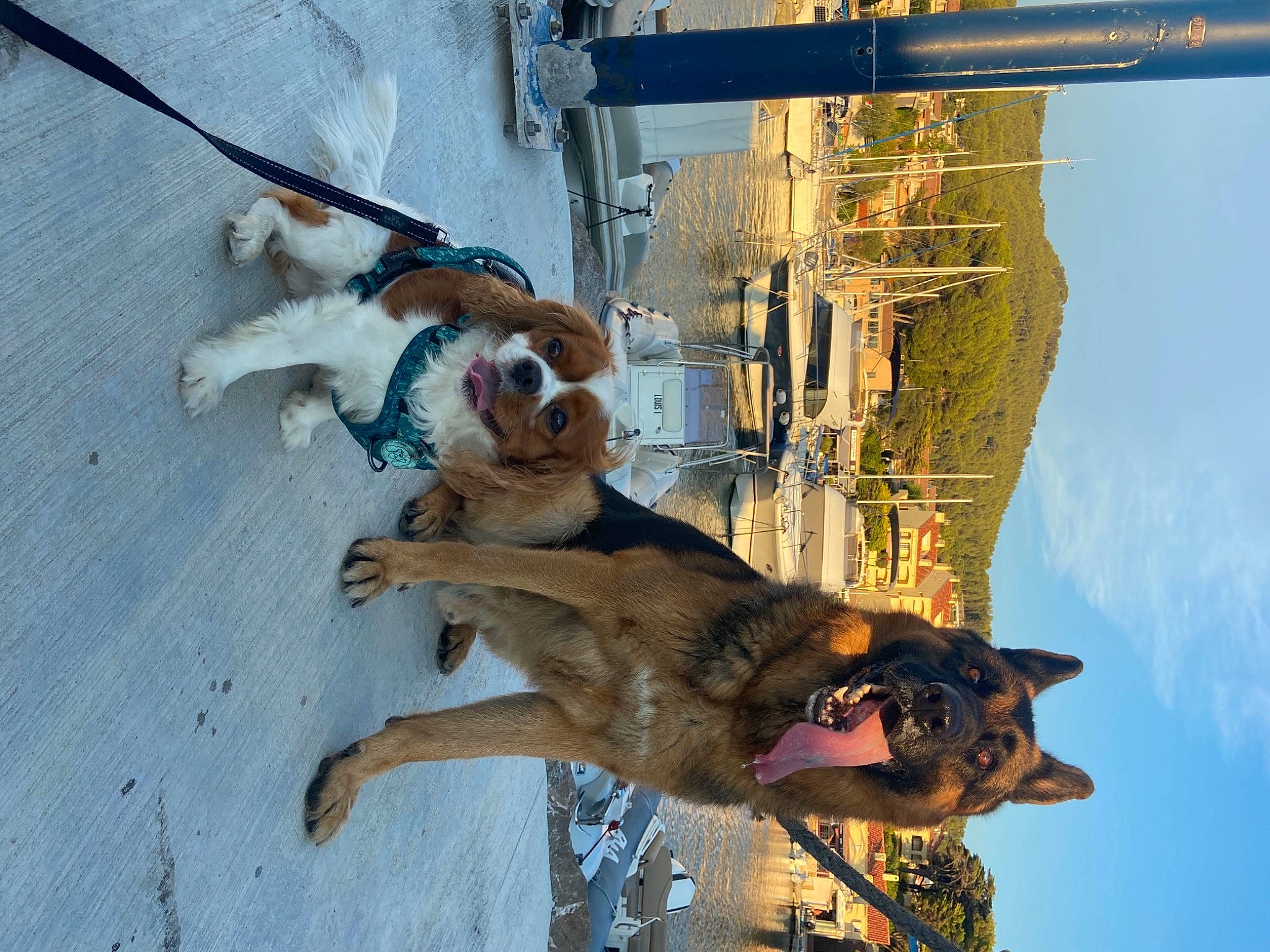 Niky participe au concours pour gagner de l'argent avec cette photo : art, canidae, carnivore, collar, companion_dog, dog, dog_breed, dog_collar, eyewear, fawn, sky, snout, sporting_group, working_animal, working_dog