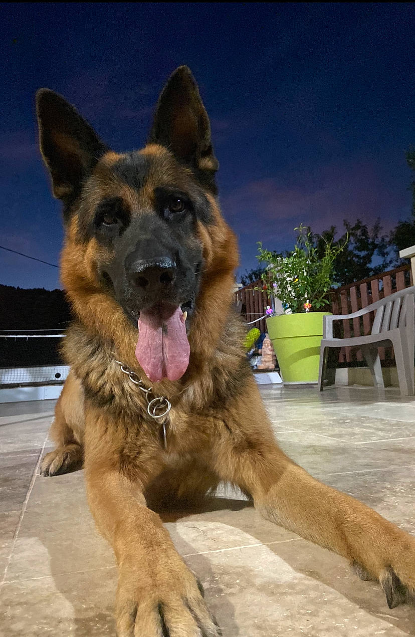 Niky participe au concours pour gagner de l'argent avec cette photo : canidae, carnivore, chair, companion_dog, dog, dog_breed, east_european_shepherd, fawn, flowerpot, german_shepherd_dog, guard_dog, herding_dog, houseplant, king_shepherd, old_german_shepherd_dog, plant, sky, sporting_group, terrestrial_animal, working_dog