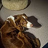 brown_and_white, brown_fur, canine, carpet, cozy, curled_up, dog, dog_bed, eye_contact, floor, fur, home, indoor, long_hair, lying_down, pet, pink_nose, portrait, shadow, white_markings