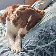 Uona a rejoint le concours — aidez-le/la à gagner de superbes lots ! animal, bed, blanket, brown, calm, comfort, cozy, cute, dog, domestic, fur, indoors, paw, peaceful, pet, pillow, relaxation, resting, sleeping, white