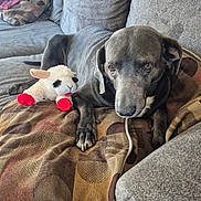 Lola Lynn joined the competition — help win amazing prizes! dog, stuffed_toy, lamb, red_feet, blanket, couch, gray, pet, animal, relaxed, indoor, fur, paw, toy, companion, comfort, home, cozy, resting, portrait