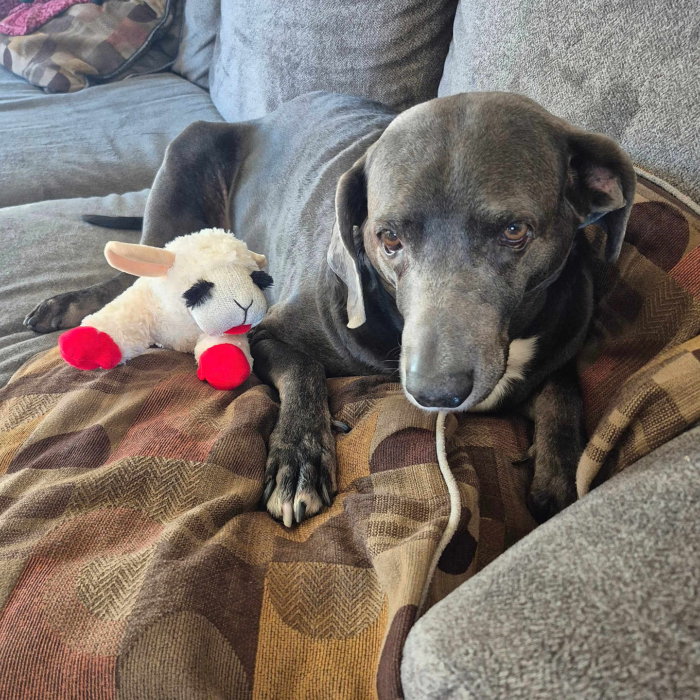 Lola Lynn joined the competition — help win amazing prizes! animal, blanket, comfort, companion, couch, cozy, dog, fur, gray, home, indoor, lamb, paw, pet, portrait, red_feet, relaxed, resting, stuffed_toy, toy