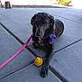 dog, leash, rubber_duck, purple_bandana, sidewalk, concrete, outdoor, pet, animal, resting, paw, toy, sunlight, shadows, plants, bush, car, parking_lot, daytime, collar