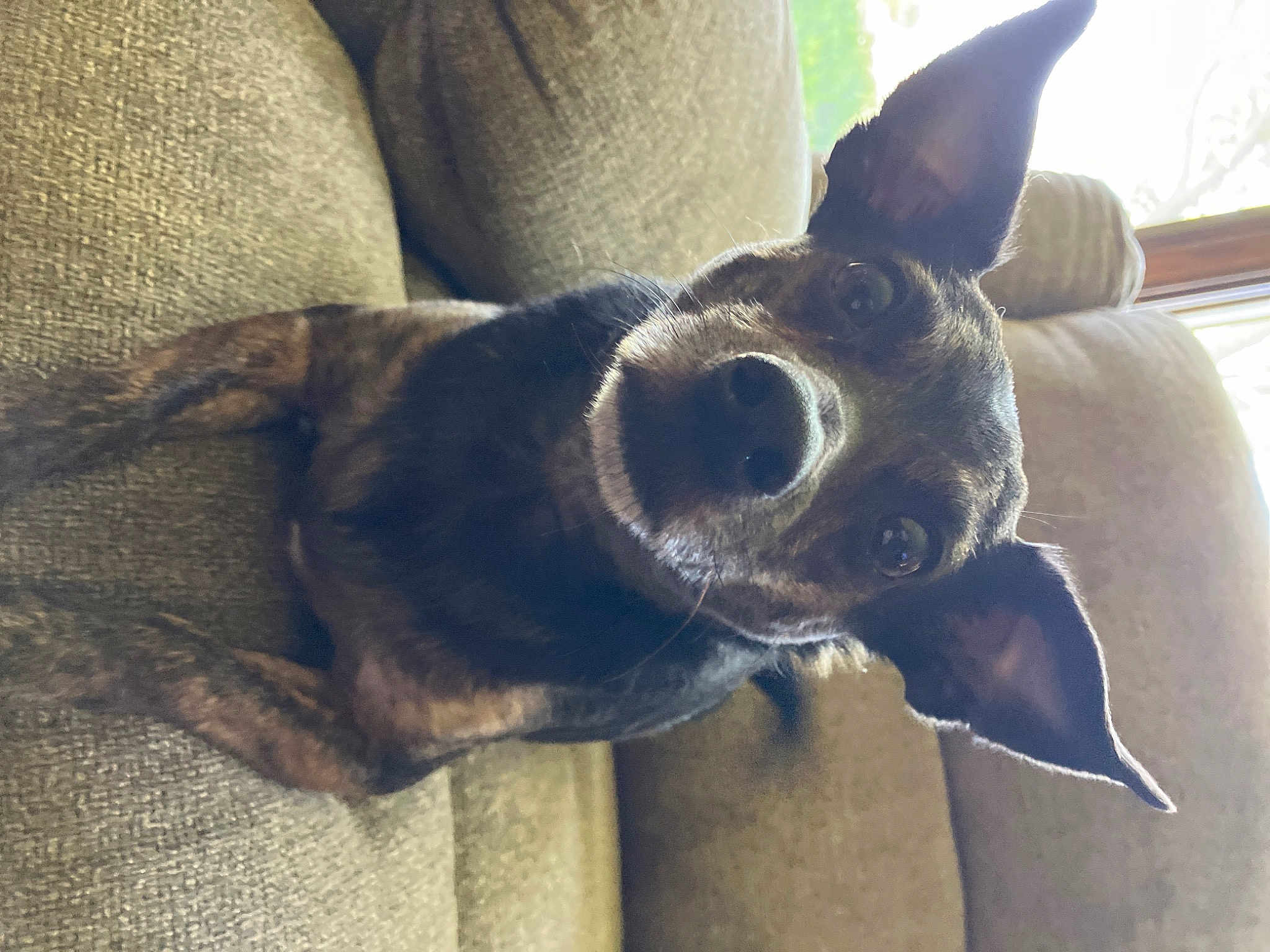 Chubs