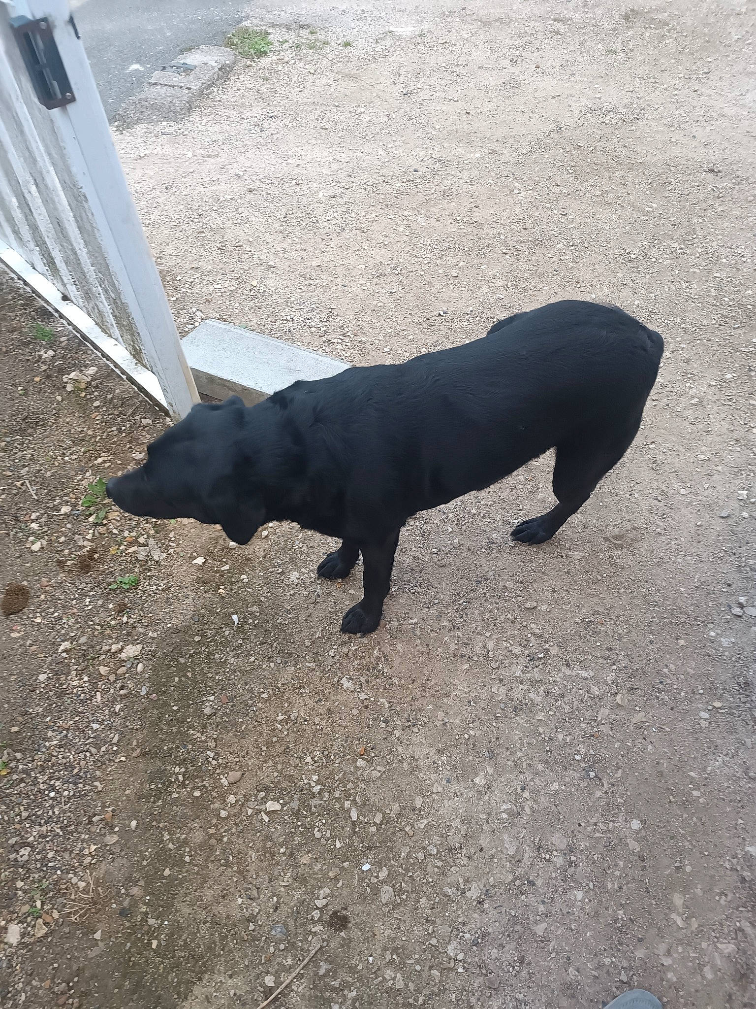 Malia a rejoint le concours — aidez-le/la à gagner de superbes lots ! asphalt, borador, canidae, carnivore, collar, companion_dog, dog, dog_breed, fashion_accessory, grass, road_surface, shade, shadow, snout, sporting_group, tail, tar, terrestrial_animal, tints_and_shades, working_animal