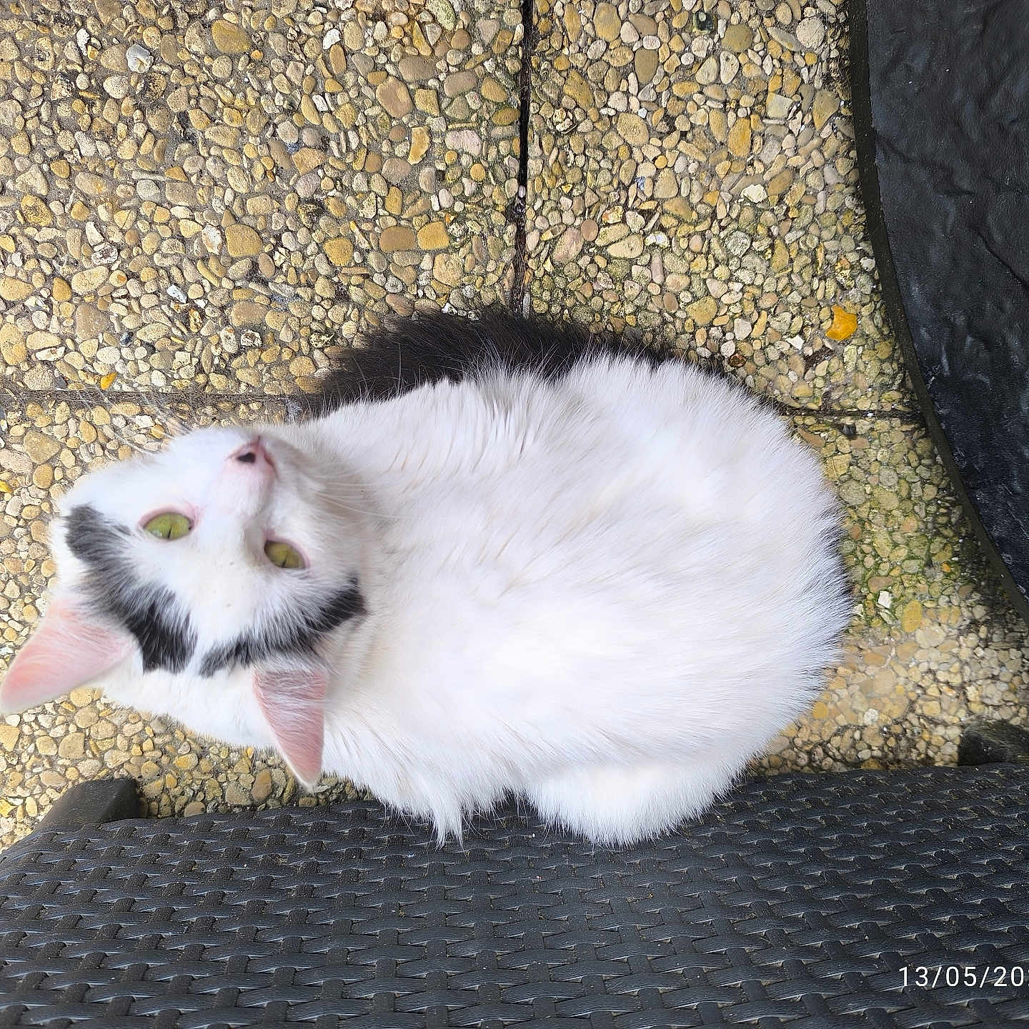 Bella participe au concours pour gagner de l'argent avec cette photo : abyssinian, angora, animal, architecture, building, cat, cobblestone, flagstone, gravel, kitten, manx, mat, path, pebble, pet, road, siamese, slate, walkway, wall