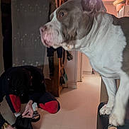 Maya participe au concours pour gagner de l'argent avec cette photo : bag, brown, coat, crouching, dog, doorway, floor, furniture, headwear, indoor, light, object, pants, person, room, shadow, shelf, sleeves, socks, white