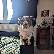 Maya a rejoint le concours — aidez-le/la à gagner de superbes lots ! armrest, blanket, brown_white, calendar, curtain, cute, dog, drawer, face, floor, indoor, living_room, nightstand, paws, pet, pitbull, plant, portrait, sofa, window