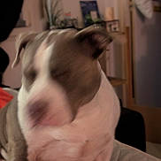 Maya participe au concours pour gagner de l'argent avec cette photo : dog, indoor, pet, blurry, animal, furniture, home, canine, mammal, domestic_animal, seated, brown_and_white, ears, snout, fur, companion, living_room, red_blanket, curtains, door