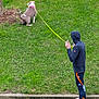 activity, brown_dog, casual, daytime, dog, grass, green_lawn, hoodie, leash, nature, outdoor, pavement, person, pet, sidewalk, sneakers, track_pants, urban, walking, white_dog