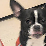 Redbull participe au concours pour gagner de l'argent avec cette photo : dog, puppy, pet, face, close_up, black_and_white, surprised_expression, ears_up, leash, indoor, wall, tile_floor, collar, tongue_out, whiskers, blurred, out_of_focus, portrait, fur, domestic_animal