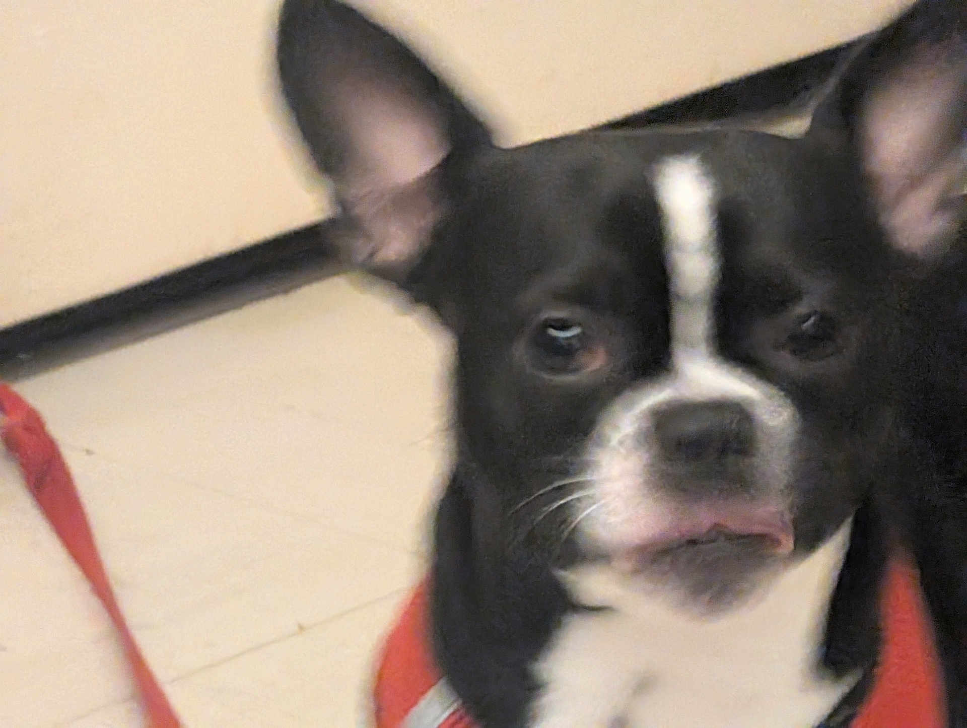 Redbull participe au concours pour gagner de l'argent avec cette photo : dog, puppy, pet, face, close_up, black_and_white, surprised_expression, ears_up, leash, indoor, wall, tile_floor, collar, tongue_out, whiskers, blurred, out_of_focus, portrait, fur, domestic_animal