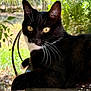 animal, black_and_white, cat, chair, closeup, curious, eyes, feline, fur, garden, greenery, nature, outdoor, pet, portrait, relaxing, resting, sunlight, tuxedo_cat, whiskers