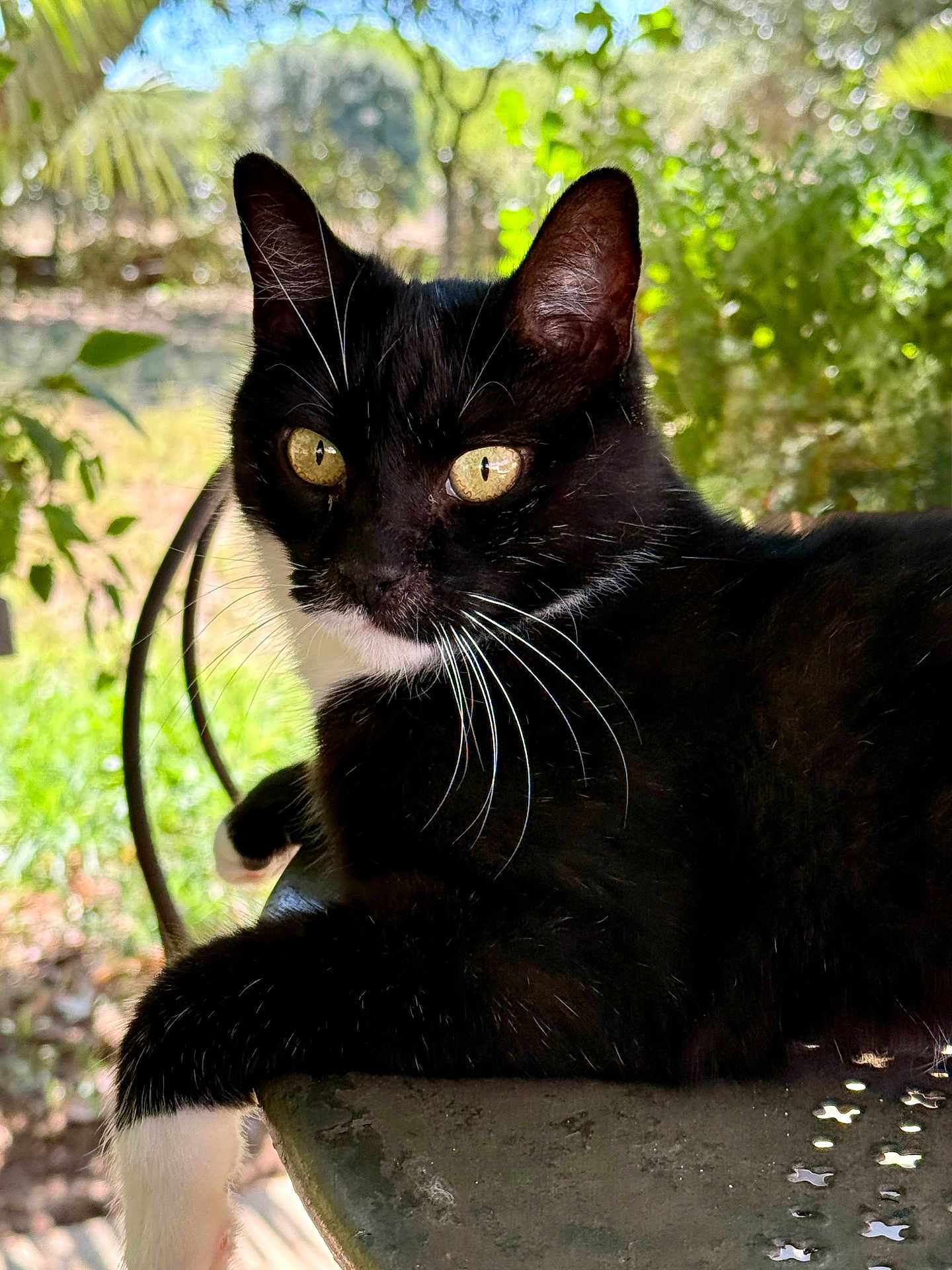 Maurice