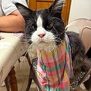 Tex a rejoint le concours — aidez-le/la à gagner de superbes lots ! cat, black_and_white, plaid_cloth, chair, table, person, indoor, whiskers, fur, pink_nose, domestic_cat, pet, furniture, seated, looking_at_camera, curious, home, close_up, animal, cute