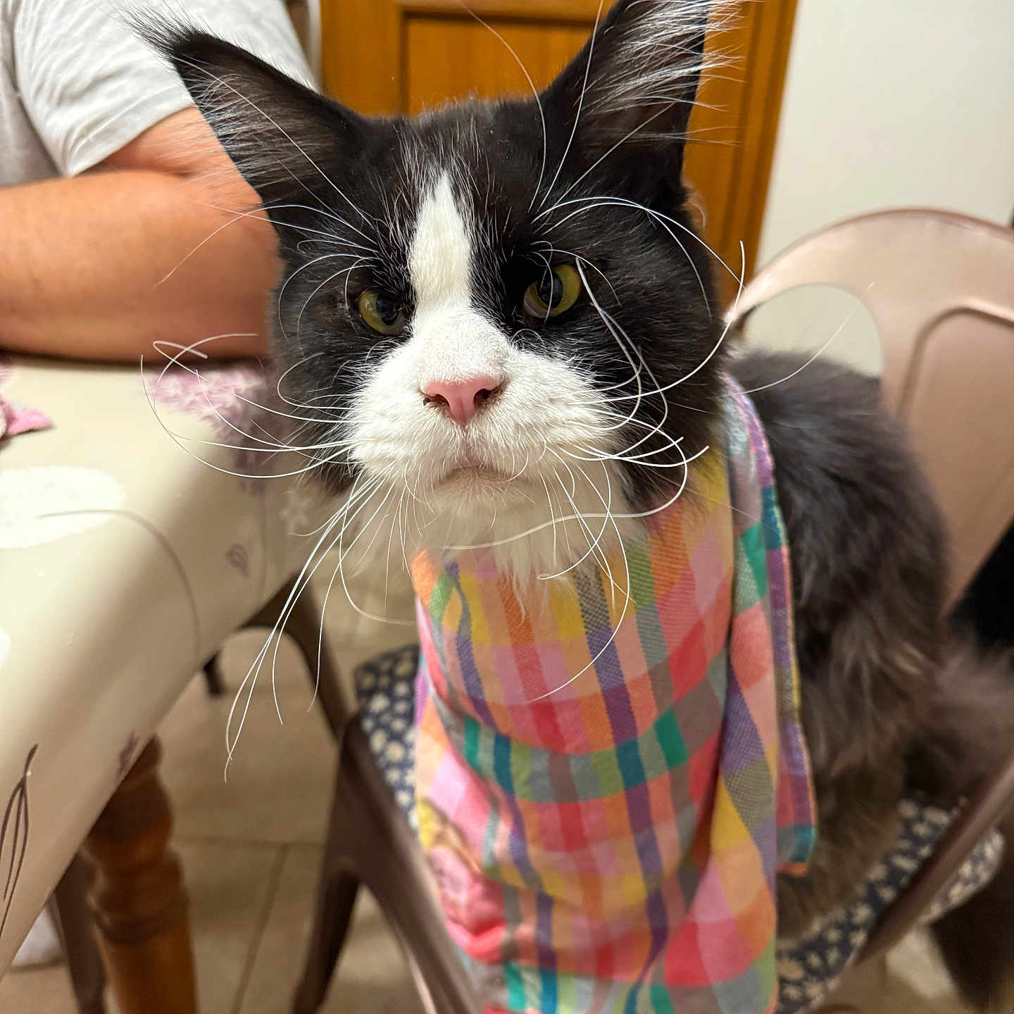 Tex a rejoint le concours — aidez-le/la à gagner de superbes lots ! animal, black_and_white, cat, chair, close_up, curious, cute, domestic_cat, fur, furniture, home, indoor, looking_at_camera, person, pet, pink_nose, plaid_cloth, seated, table, whiskers