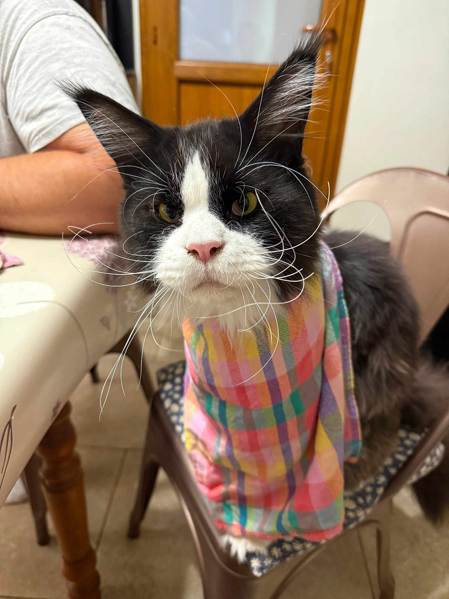 Tex a rejoint le concours — aidez-le/la à gagner de superbes lots ! cat, black_and_white, plaid_cloth, chair, table, person, indoor, whiskers, fur, pink_nose, domestic_cat, pet, furniture, seated, looking_at_camera, curious, home, close_up, animal, cute