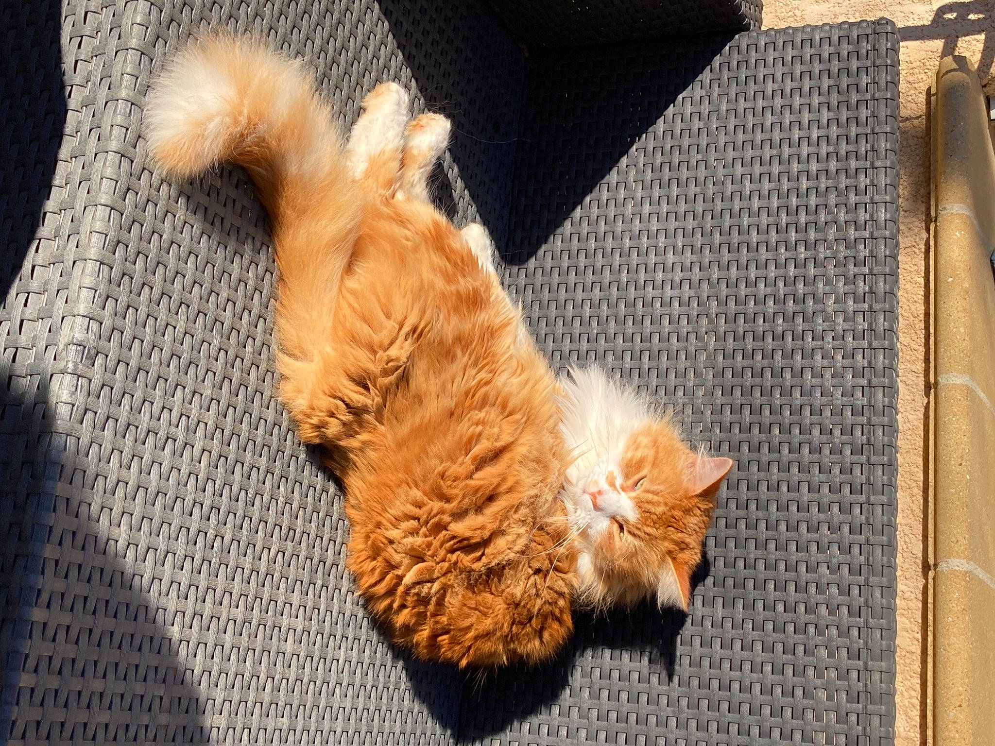 Jul a rejoint le concours — aidez-le/la à gagner de superbes lots ! carnivore, cat, claw, companion_dog, dog_breed, domestic_short_haired_cat, fawn, felidae, fur, leg, paw, plant, road_surface, small_to_medium_sized_cats, snout, sporting_group, tail, whiskers, wildlife, wood