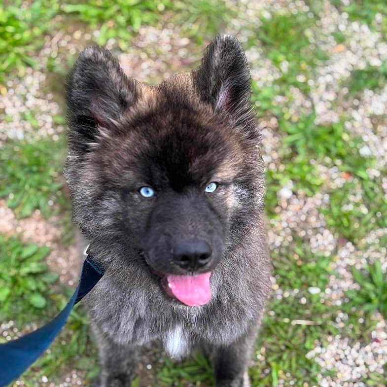 Apolon participe au concours pour gagner de l'argent avec cette photo : animal, blue_eyes, canine, closeup, cute, dog, ears_up, fluffy, fur, grass, leash, looking_up, mammal, nature, outdoor, pet, playful, standing, tongue_out, young_dog
