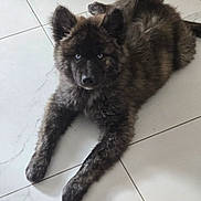 Apolon participe au concours pour gagner de l'argent avec cette photo : puppy, dog, blue_eyes, fluffy, brindle, lying_down, floor, tile, pet, young_dog, indoor, cute, animal, fur, mammal, laying, looking, front_legs, resting, domestic_animal