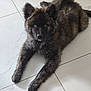 puppy, dog, blue_eyes, fluffy, brindle, lying_down, floor, tile, pet, young_dog, indoor, cute, animal, fur, mammal, laying, looking, front_legs, resting, domestic_animal