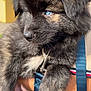 Apolon a rejoint le concours — aidez-le/la à gagner de superbes lots ! puppy, dog, blue_eyes, fluffy, fur, close_up, outdoor, person, holding, leash, sunlight, yellow_building, curious, young_dog, portrait, animal, pet, muzzle, ears, nose