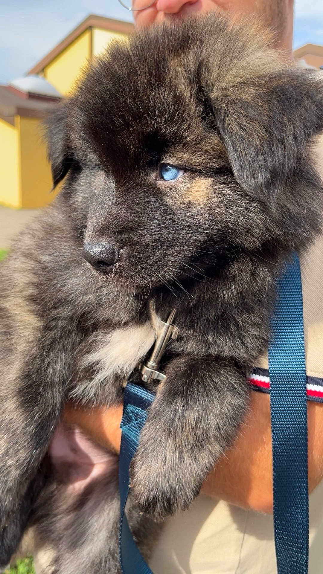 Apolon a rejoint le concours — aidez-le/la à gagner de superbes lots ! puppy, dog, blue_eyes, fluffy, fur, close_up, outdoor, person, holding, leash, sunlight, yellow_building, curious, young_dog, portrait, animal, pet, muzzle, ears, nose