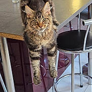 Aiko participe au concours pour gagner de l'argent avec cette photo : animal, cat, chair, counter, curious, domestic, ears, eyes, feline, floor, fur, glass, indoor, paws, pet, relaxing, stool, tabby, table, whiskers