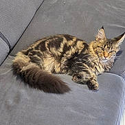 Aiko a rejoint le concours — aidez-le/la à gagner de superbes lots ! animal, calm, cat, couch, cute, domestic, ears, floor, fluffy, fur, furniture, indoor, mammal, pet, relaxed, resting, tabby, tail, tile, whiskers