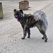 Appolon participe au concours pour gagner de l'argent avec cette photo : alert, animal, blue_eyes, brindle, canine, concrete, daylight, dog, fluffy, fur, gravel, mammal, nature, outdoor, pavement, pet, planter, standing, tail, tongue_out