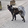 alert, animal, blue_eyes, brindle, canine, concrete, daylight, dog, fluffy, fur, gravel, mammal, nature, outdoor, pavement, pet, planter, standing, tail, tongue_out